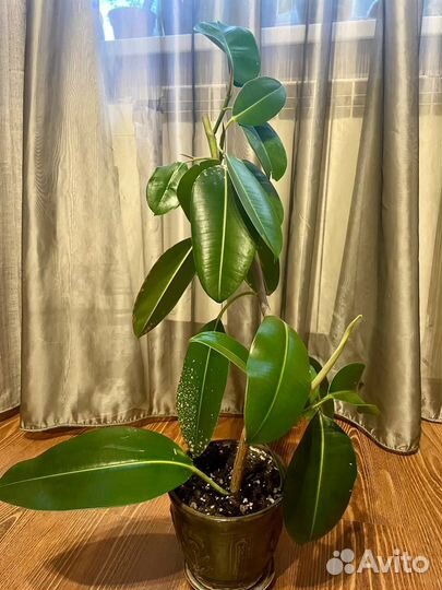 Фикусы, сансеверия