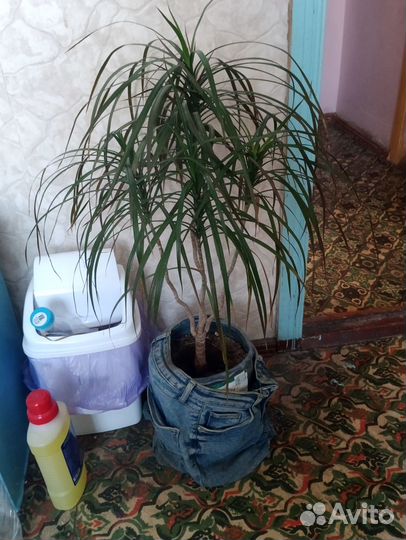 Комнатные цветы драцена