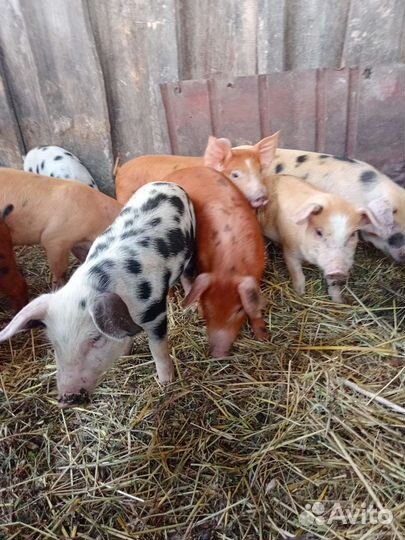 Поросята пьетрен ландрас дюрок