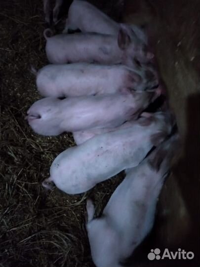 Поросята ландрас