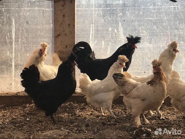 Инкубационное яйцо