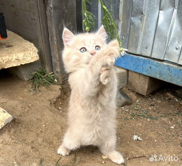 Персиковый котенок Кирюша