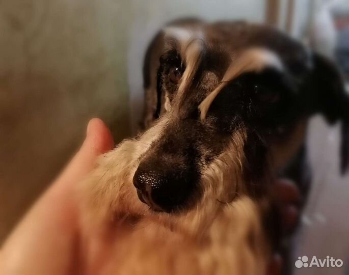 Стрижка собак Грумер