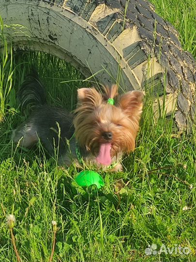 Йоркширский терьер