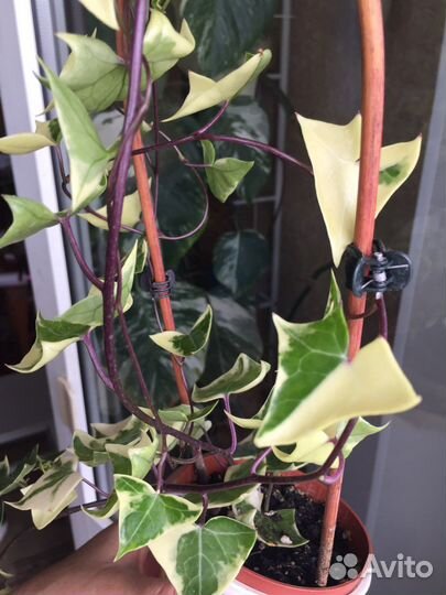 Филодендрон,монстера альба и др комнатные растения
