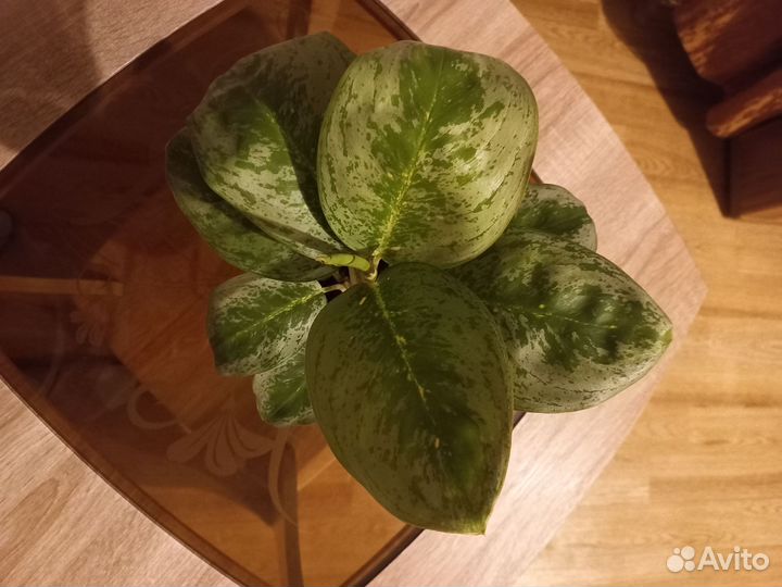 Аглаонема лимон минт