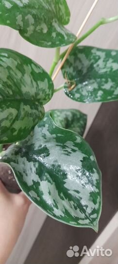 Сциндапсус экзотика