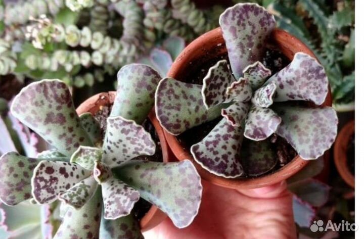 Адромискус листик с деткой