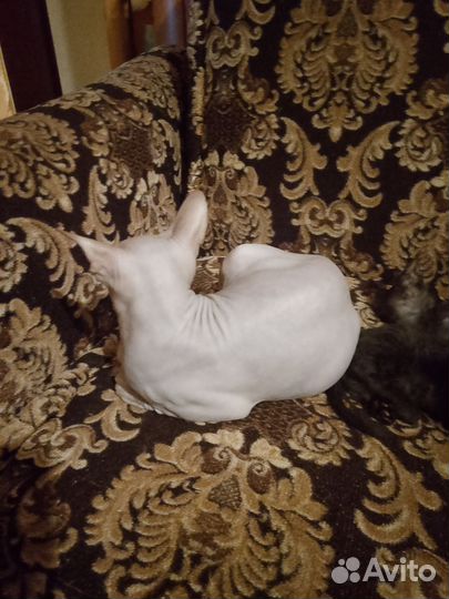Донской сфинкс котята