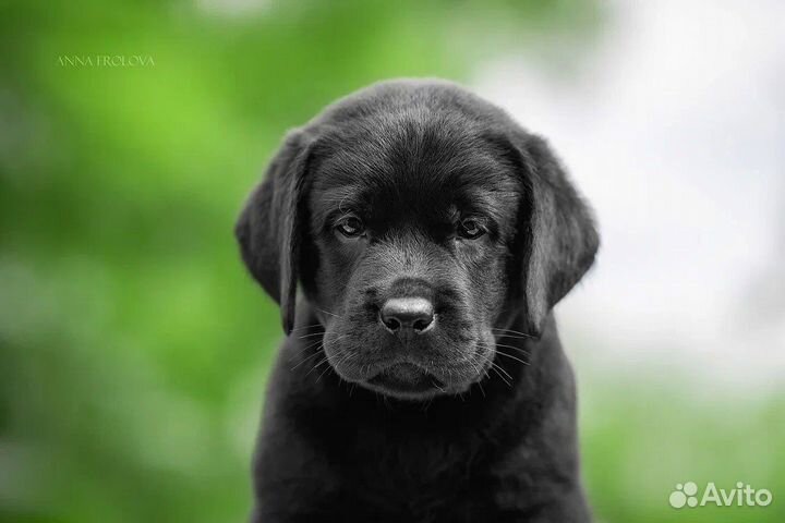 Шикарные черные щенки Лабрадора