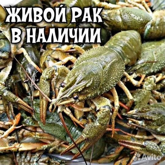 Волжские раки Самара