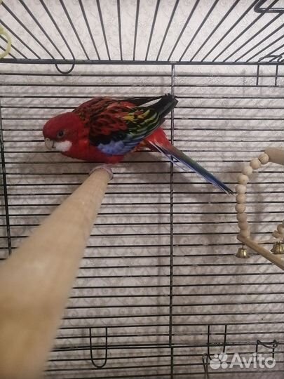 Попугай розелла