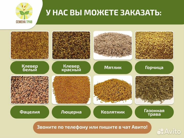 Семена Райграс пастбищный