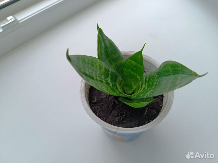 Сансевиерия (комнатное растение)