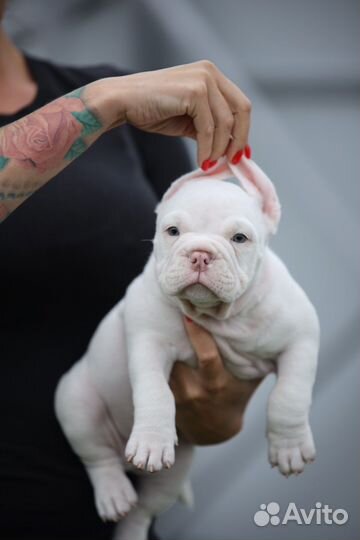 Американский булли покет