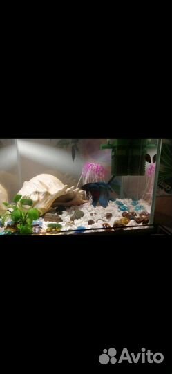 Аквариум