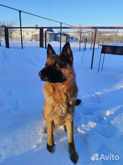 Вязка немецкая овчарка