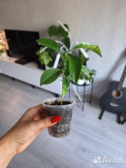 Апельсиновое дерево