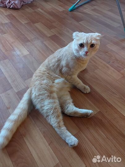 Шотландский кот