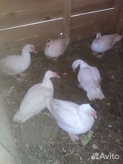 Утята гримо