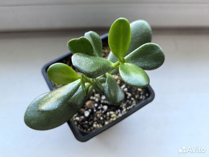 Красула толстянка денежное дерево