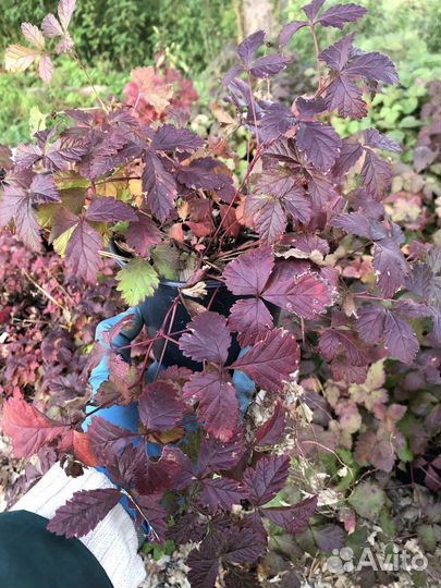 Княженика сортовая