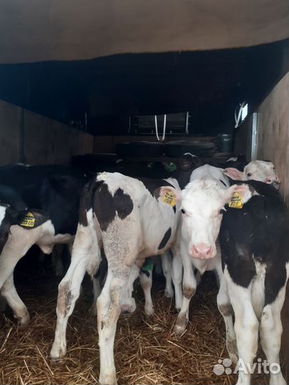 Бычки, телята, телки 1-3 мес