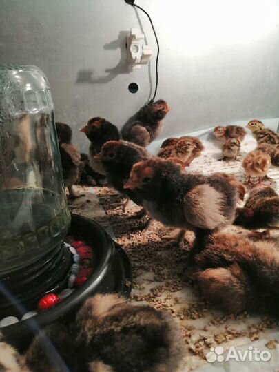 Павловское золото цыплята