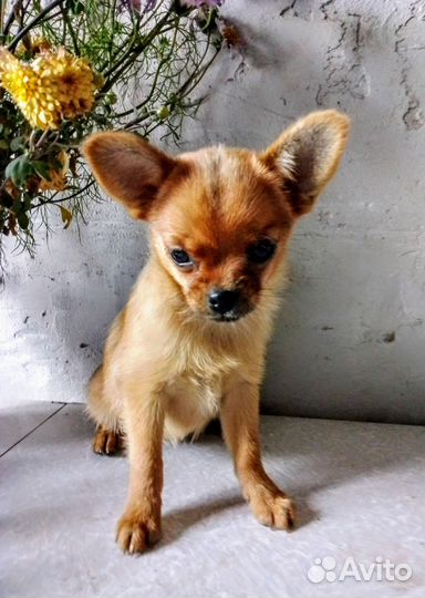 Девочка чихуахуа