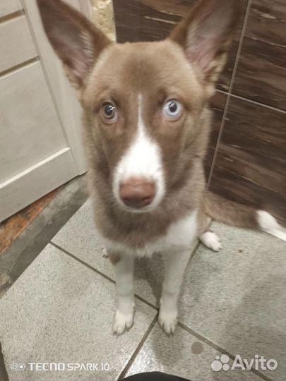 Метис лайки