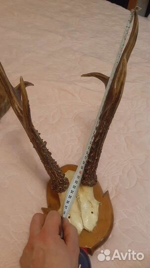Рога косули большие на медальоне