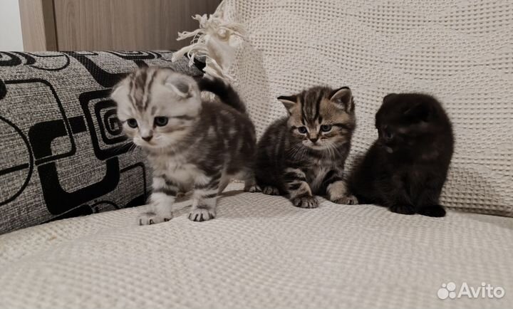 Шотландские котята