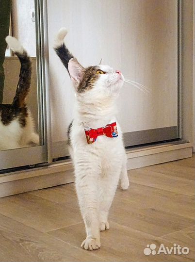 Луис (котик в добрые руки)