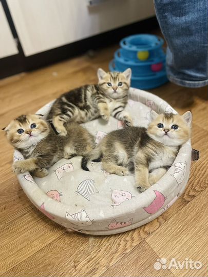 Шотландские котята