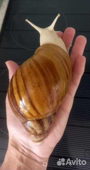 Улитки архахатины