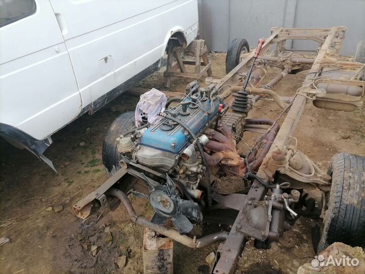 Газель соболь