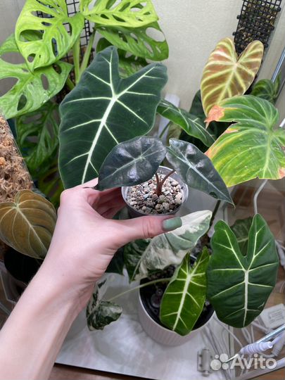 Комнатные растения