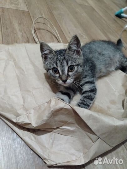 Отдам в добрые руки котенка(девочка)