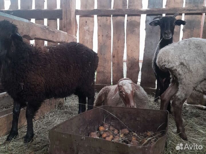 Овцы бараны