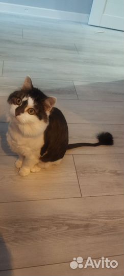 Кошка в добрые руки