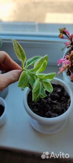 Аптения Мезембриантемум сердцелистный