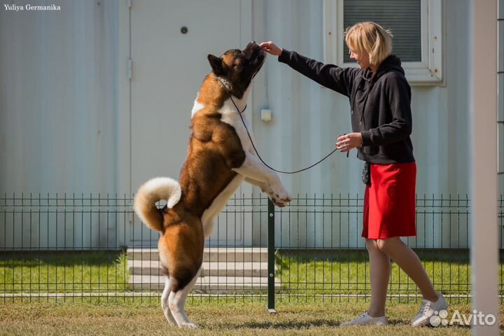 Акита вязка