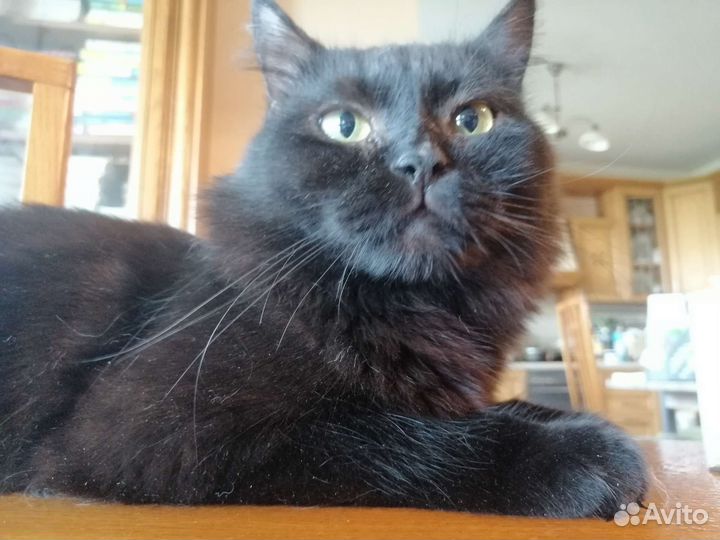 Добрый бархатный котик ищет хозяина