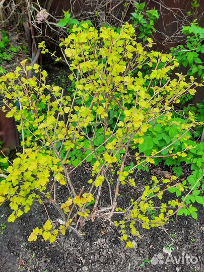 Саженцы пузыреплодника калинолистного