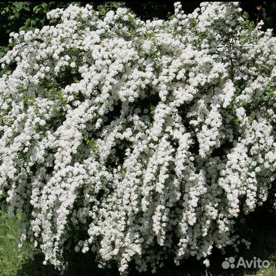 Спирея грефшейм