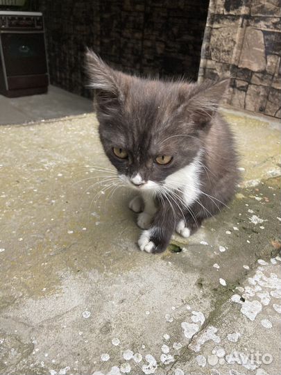 Кошки в добрые руки бесплатно