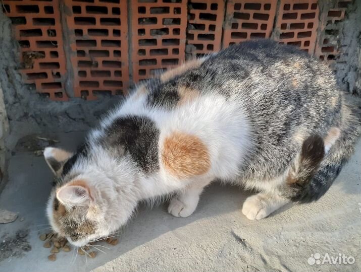 Кошки в добрые руки бесплатно