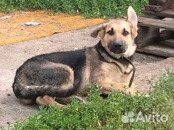 Щенок овчарки