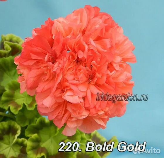 Укорененные черенки сортовых пеларгоний