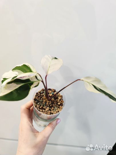 Калатея white fusion